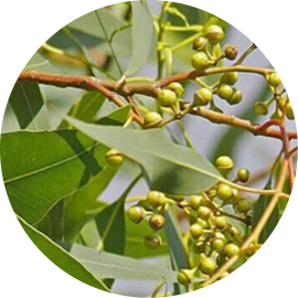 Eucalyptus Citronné